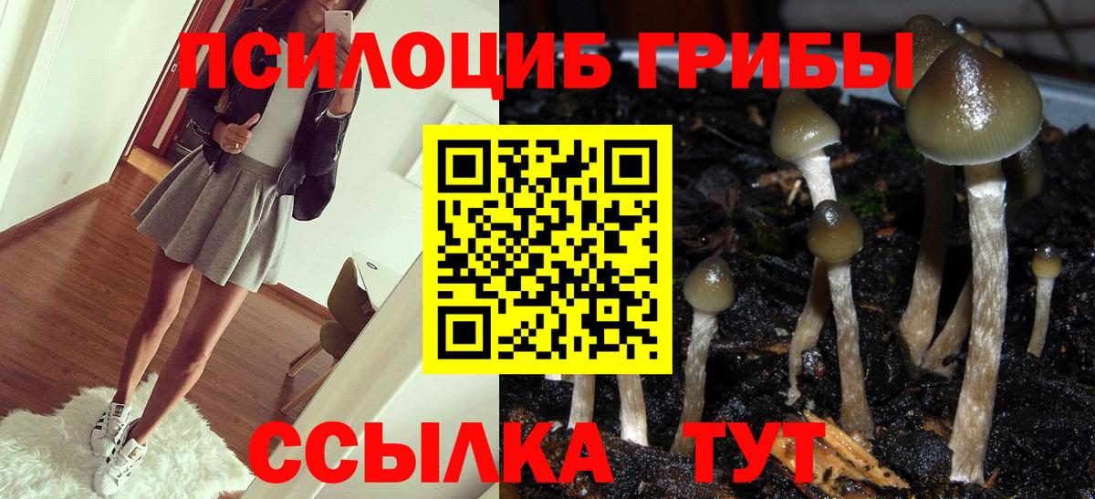 Менделеевск  Галлюциногенные грибы Cubensis  Вход с VPN 